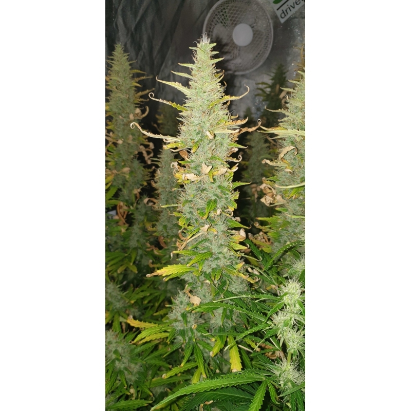 Super Sativa Seed Club - Auto Creeper (auto/fem.)