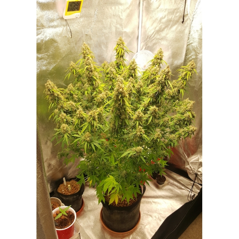 Super Sativa Seed Club - Auto Creeper (auto/fem.)