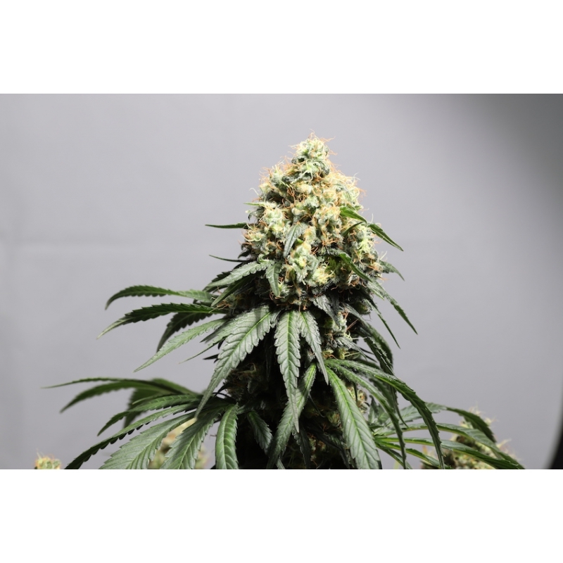 Super Sativa Seed Club - Bruce Lemon Diesel (fem.) Super Sativa Seed Club - Bruce Lemon Diesel (fem.)