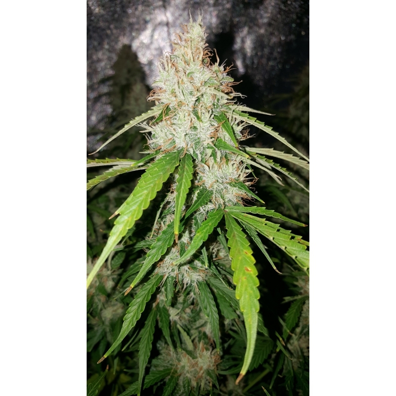 Super Sativa Seed Club - Auto Creeper (auto/fem.)