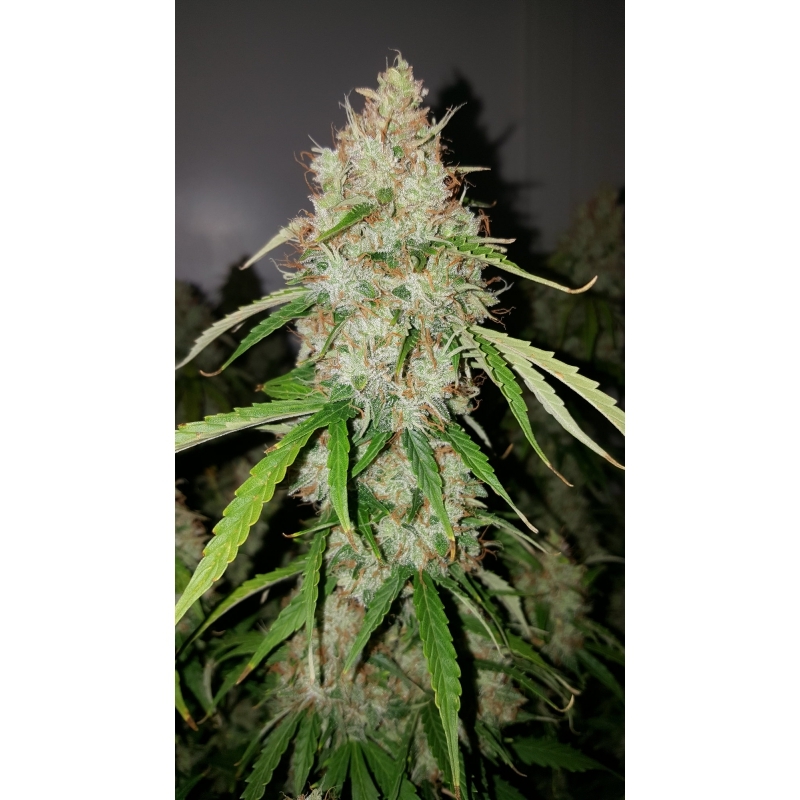 Super Sativa Seed Club - Auto Creeper (auto/fem.)