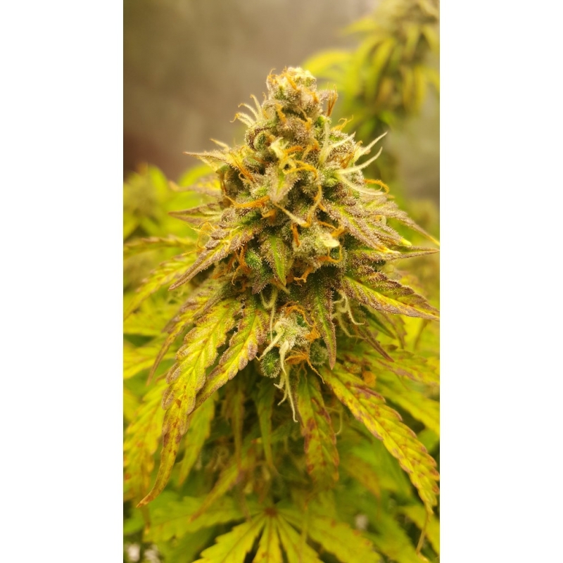 Super Sativa Seed Club - Fat Pete's Cookies Auto (auto/fem.)