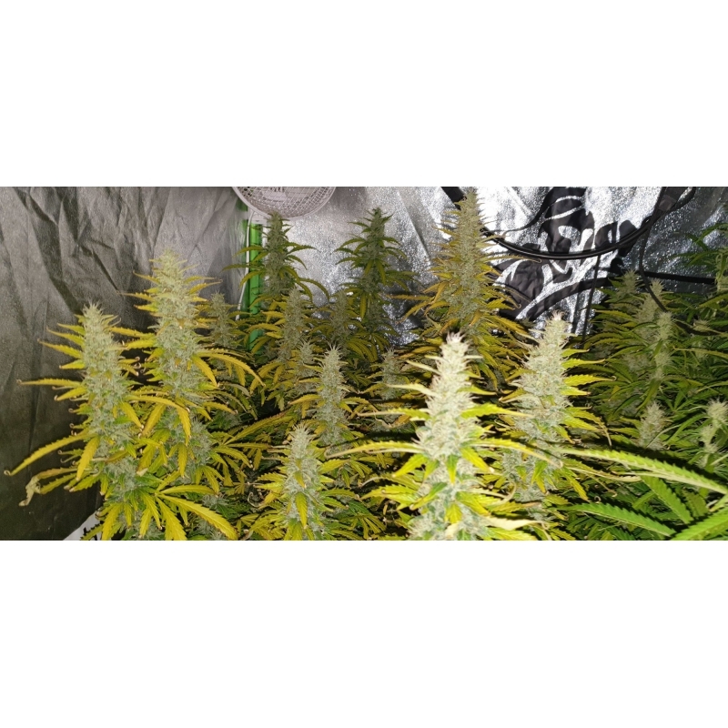 Super Sativa Seed Club - Auto Creeper (auto/fem.)