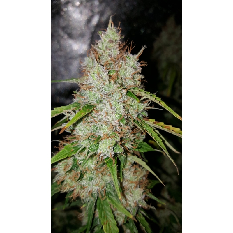 Super Sativa Seed Club - Auto Creeper (auto/fem.)