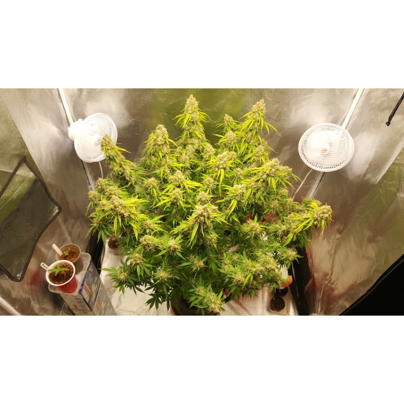Super Sativa Seed Club - Auto Creeper (auto/fem.)