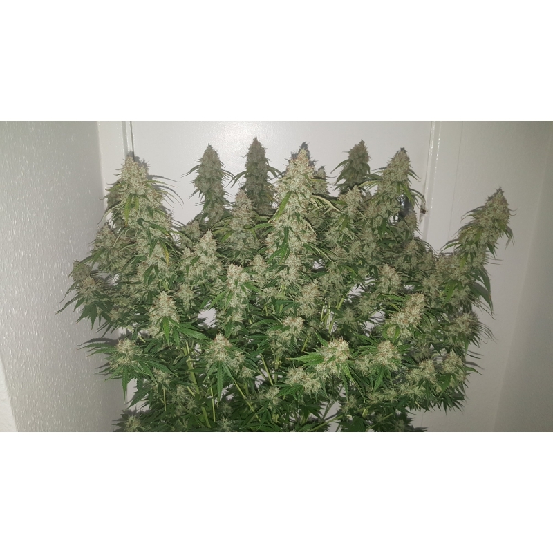 Super Sativa Seed Club - Auto Creeper (auto/fem.)
