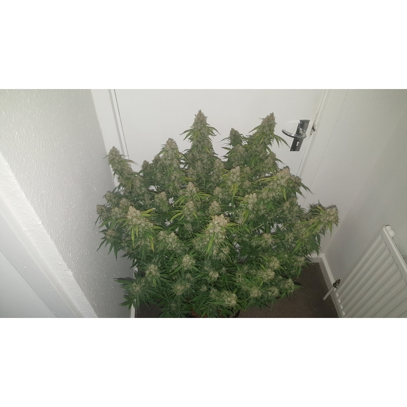 Super Sativa Seed Club - Auto Creeper (auto/fem.)