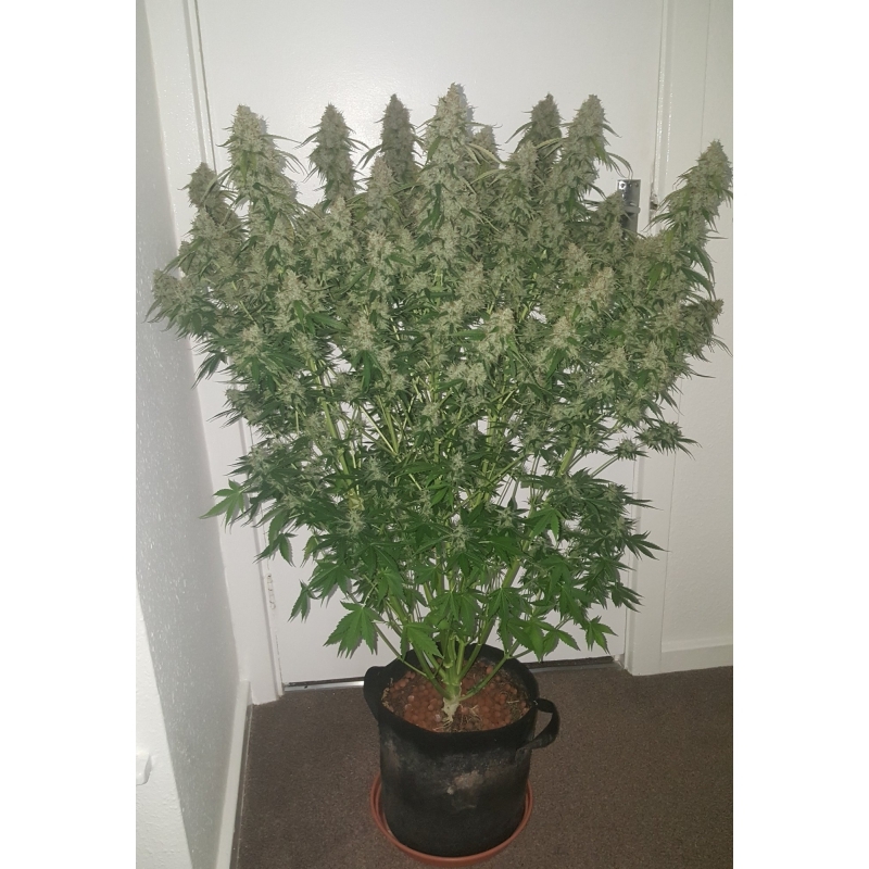 Super Sativa Seed Club - Auto Creeper (auto/fem.)