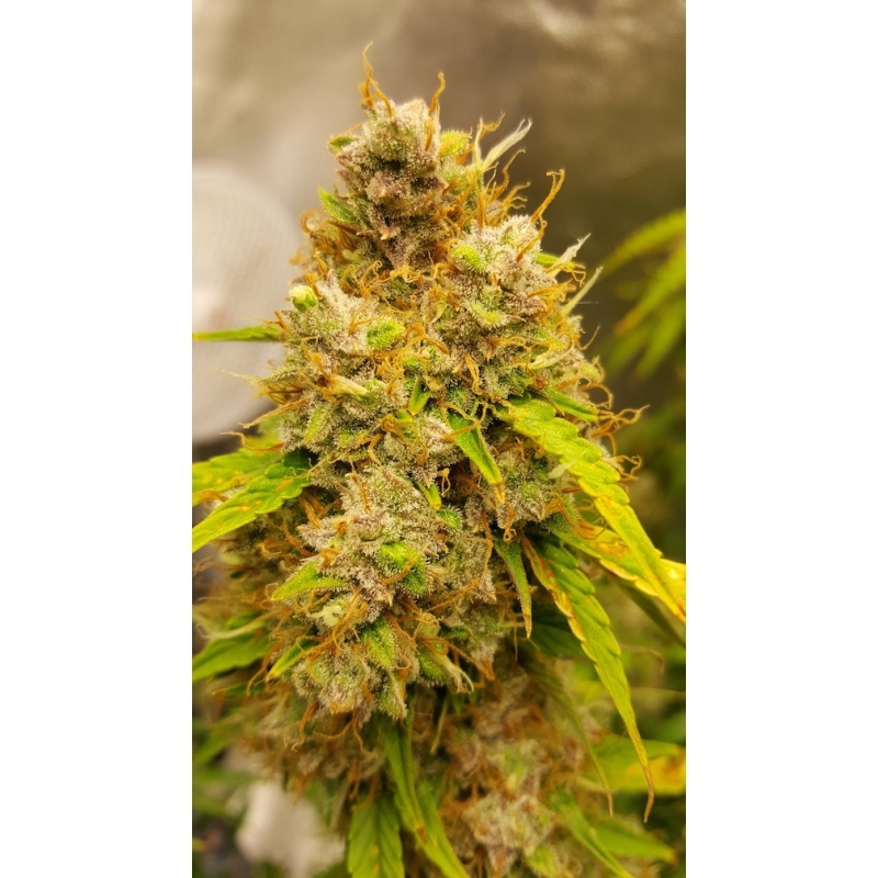Super Sativa Seed Club - Auto Creeper (auto/fem.)