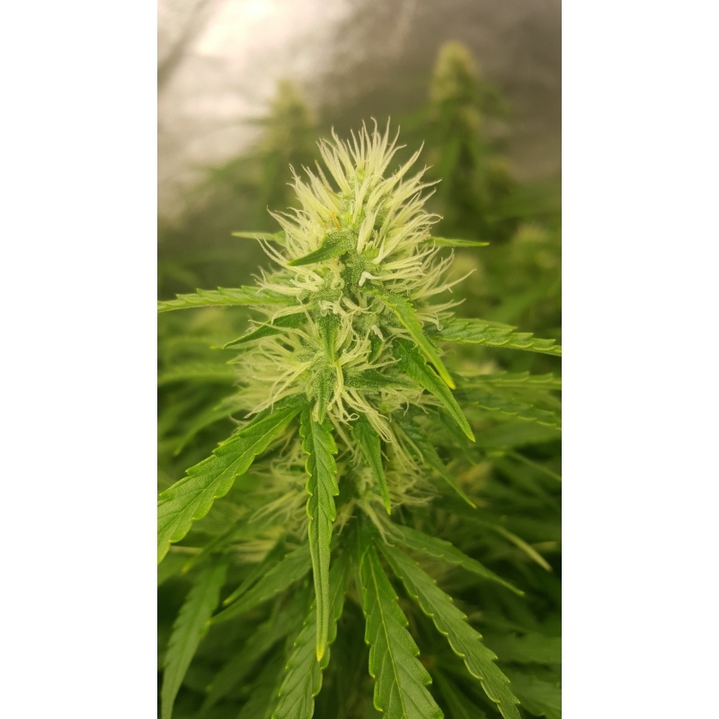 Super Sativa Seed Club - Auto Creeper (auto/fem.)
