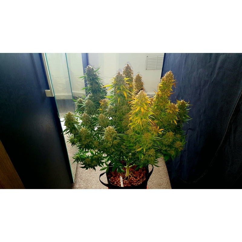 Super Sativa Seed Club - Auto Creeper (auto/fem.)