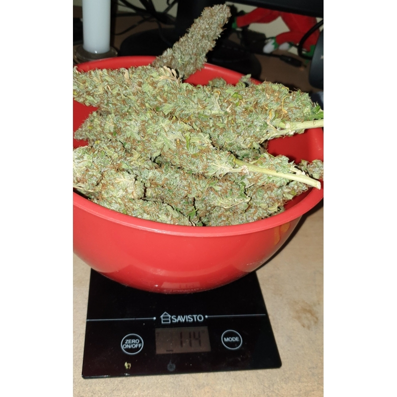 Super Sativa Seed Club - Auto Creeper (auto/fem.)