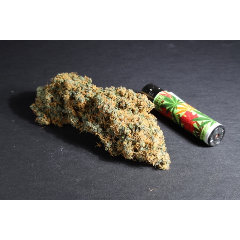 Super Sativa Seed Club - Pineapple Poison (fem.)