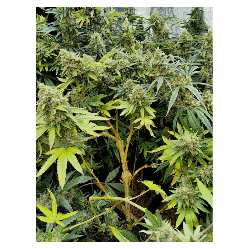 Super Sativa Seed Club - Pineapple Poison (fem.)