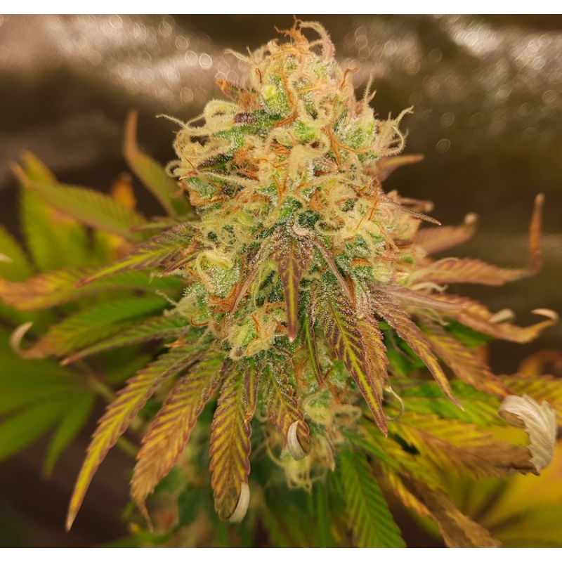 Super Sativa Seed Club - Pineapple Poison (fem.)