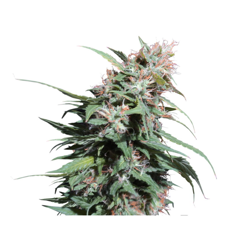 Super Sativa Seed Club - Pineapple Poison (fem.)