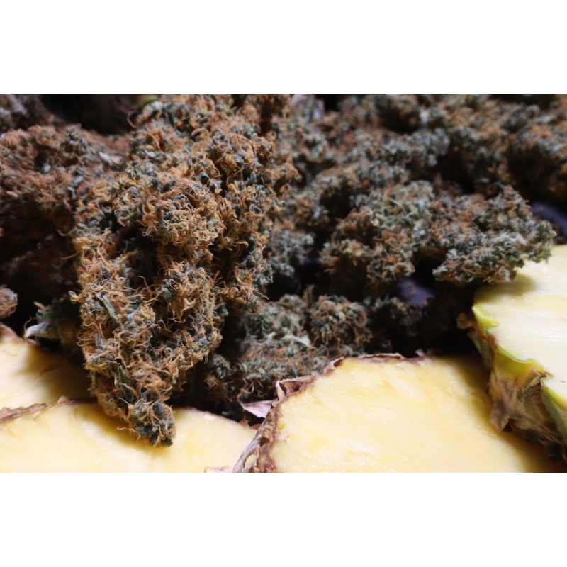 Super Sativa Seed Club - Pineapple Poison (fem.)