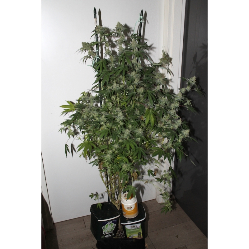 Super Sativa Seed Club - Pineapple Poison (fem.)