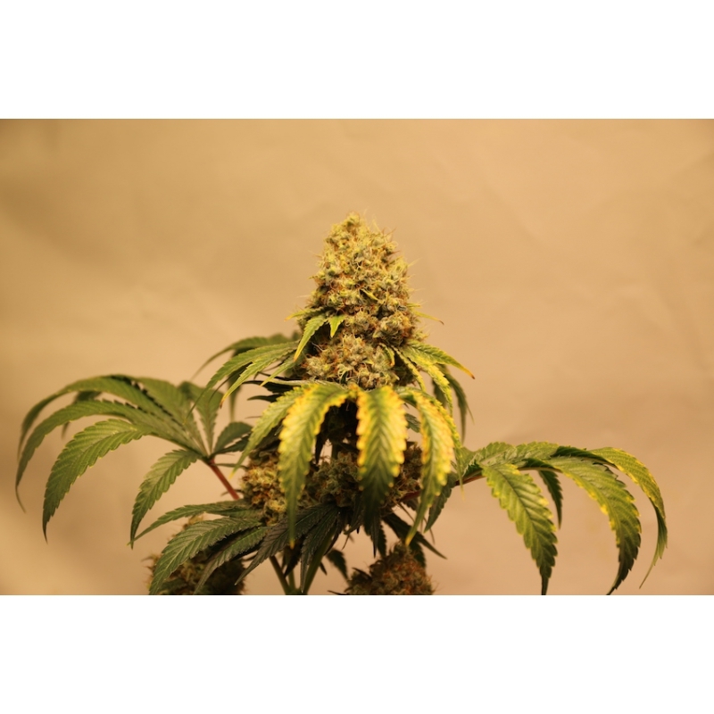 Super Sativa Seed Club - Kosher Haze (reg.)