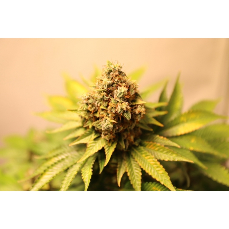 Super Sativa Seed Club - Kosher Haze (reg.)
