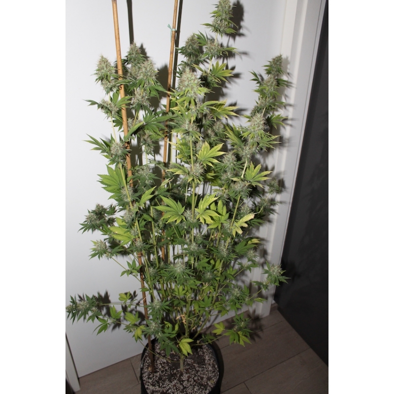 Super Sativa Seed Club - Pineapple Poison (fem.)