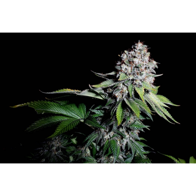 Super Sativa Seed Club - Kosher Haze (reg.)