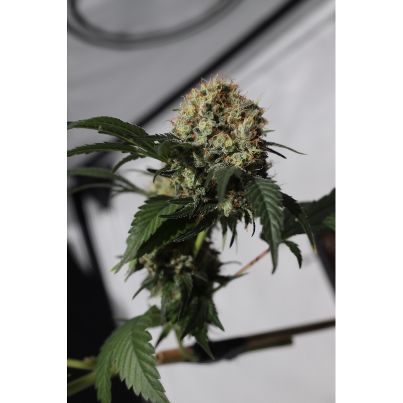 Super Sativa Seed Club - Kosher Haze (reg.)