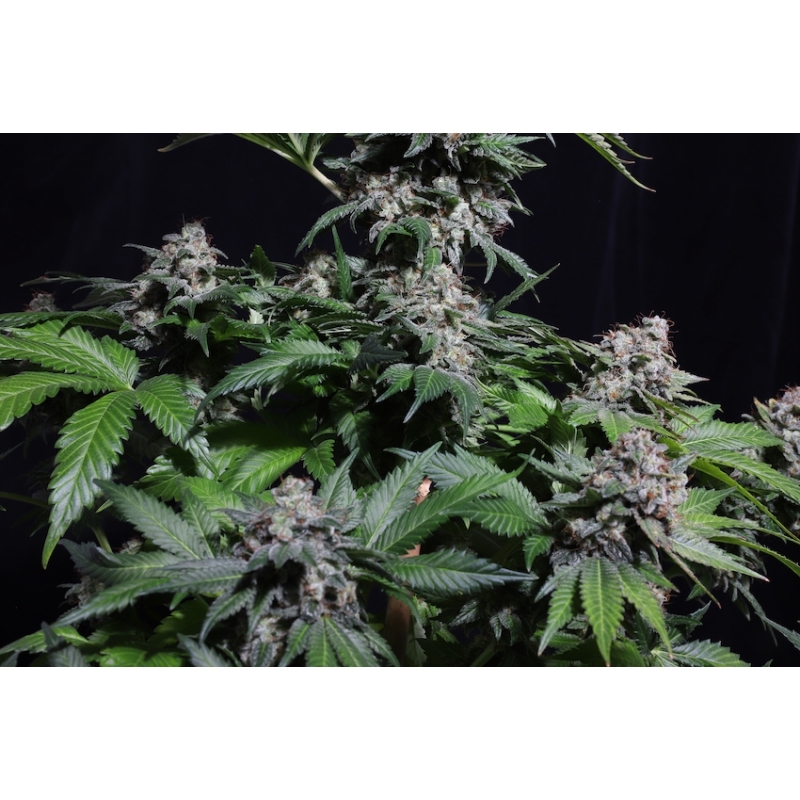 Super Sativa Seed Club - Kosher Haze (reg.)