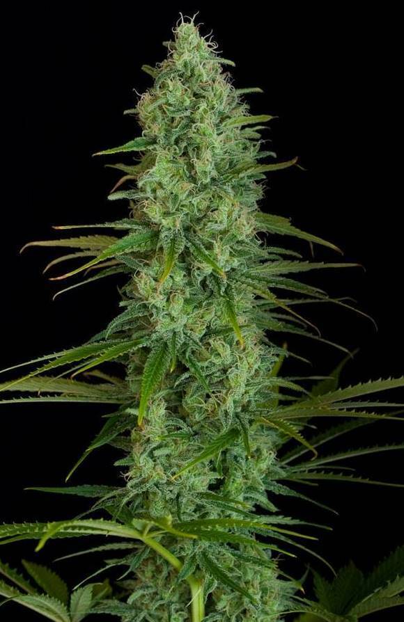 Dinafem - Critical Jack (fem.)