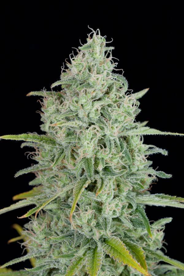 Dinafem - Critical Jack (fem.)