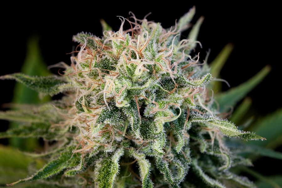 Dinafem - Critical Jack (fem.)