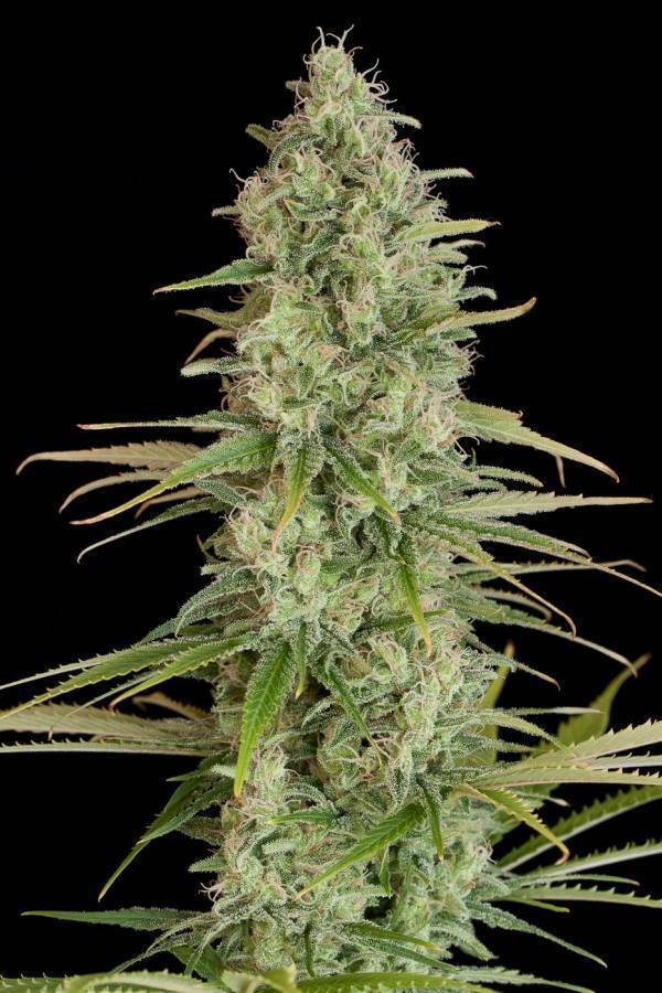 Dinafem - Critical Jack (fem.)