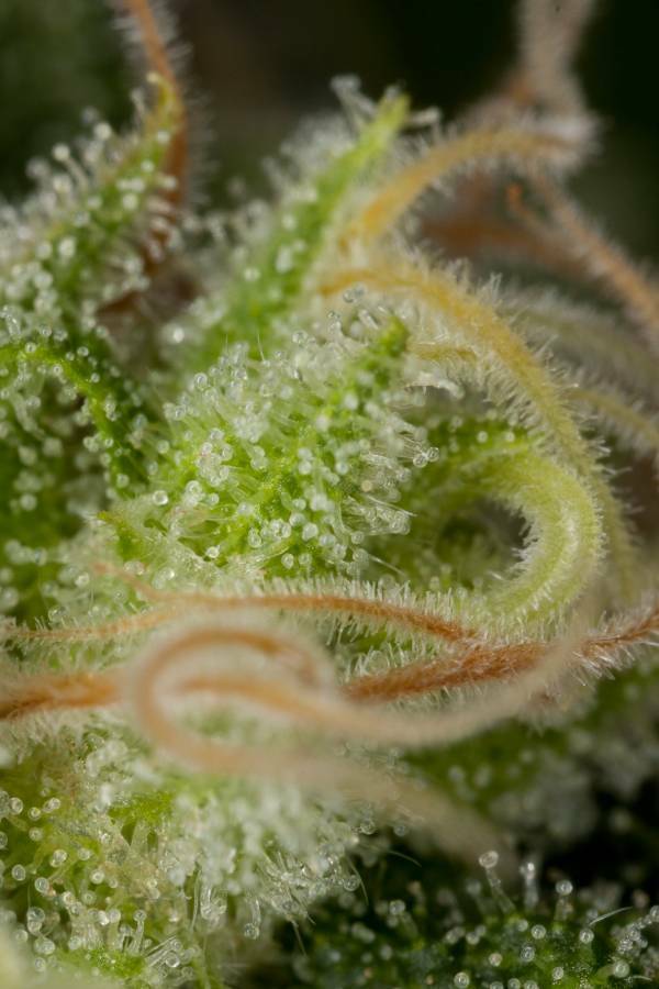 Dinafem - Critical Jack (fem.)