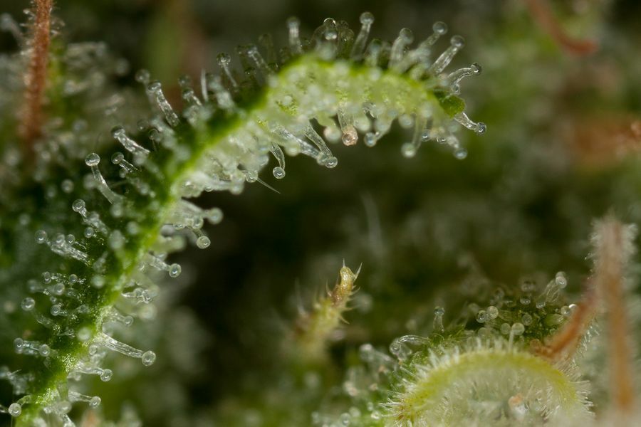Dinafem - Critical Jack (fem.)