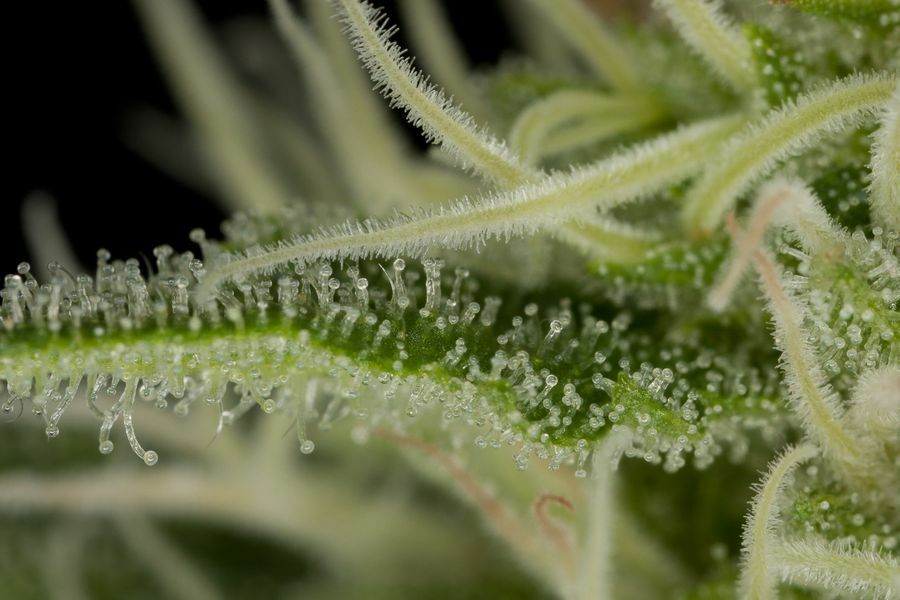 Dinafem - Critical Jack (fem.)