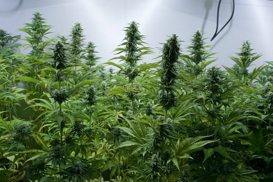 Dinafem - Critical Jack (fem.)