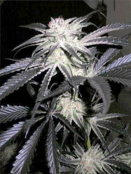 Cannabiogen Seeds - Peyote Purple (reg.)