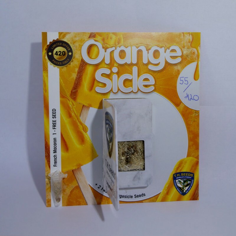 T.H. Seeds - Orangesicle (fem.)