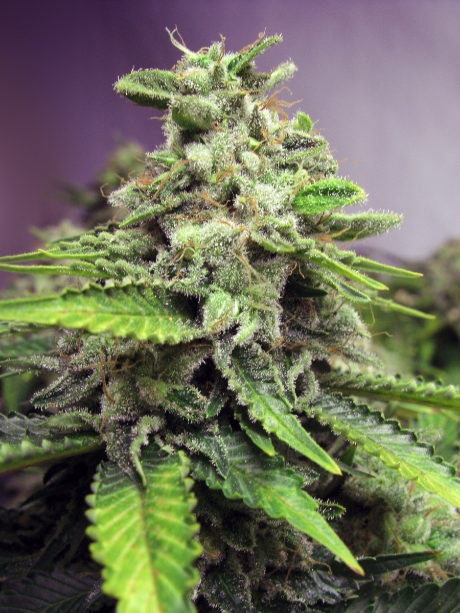 Advanced Seeds - Afghan Skunk (fem.)
