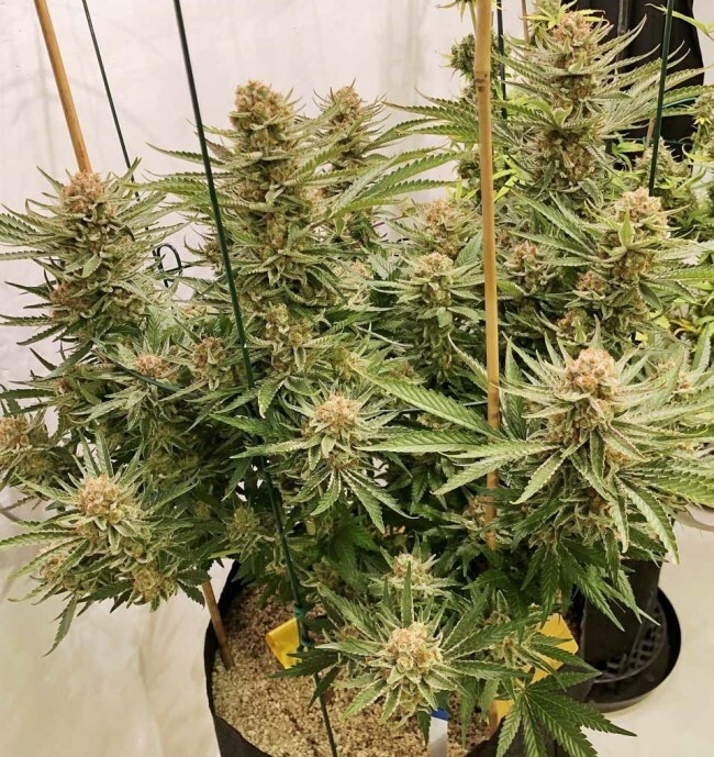 Ace Seeds - Zamaldelica (fem.)