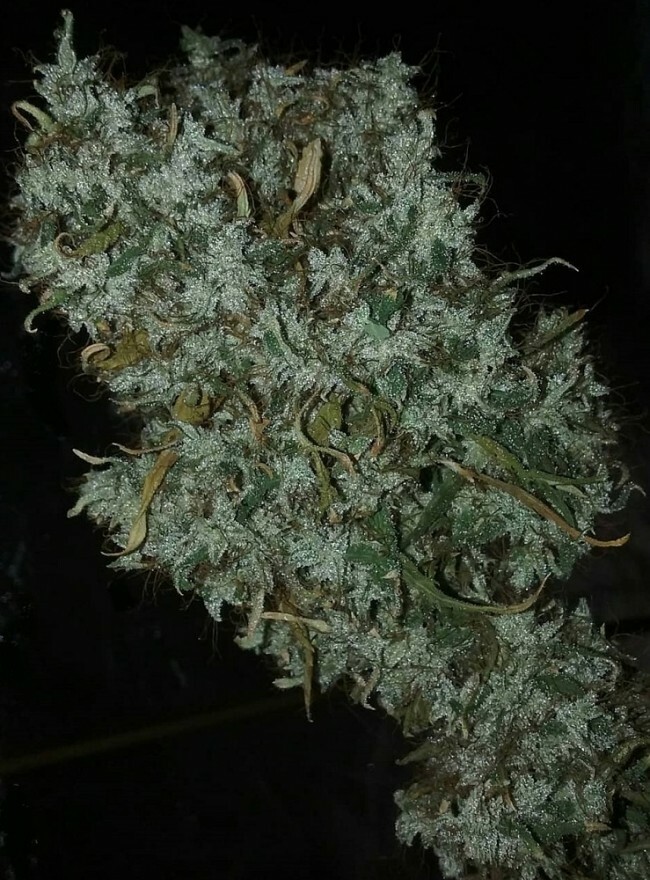 Ace Seeds - Zamaldelica (fem.)