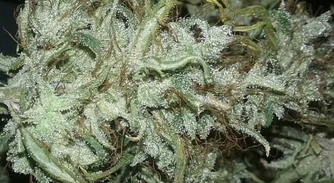 Ace Seeds - Zamaldelica (fem.)