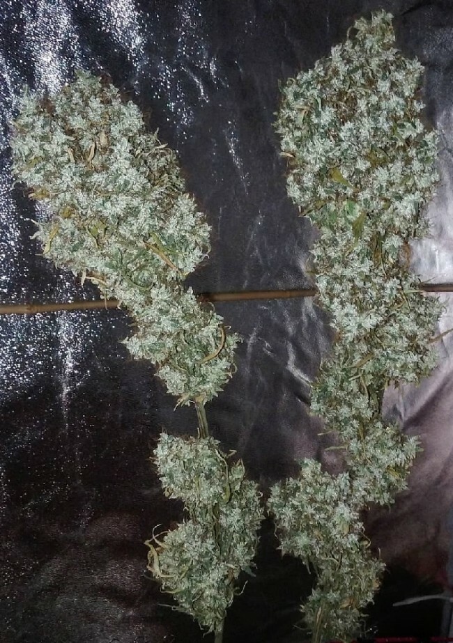 Ace Seeds - Zamaldelica (fem.)