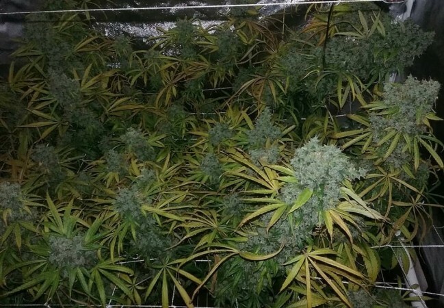 Ace Seeds - Zamaldelica (fem.)