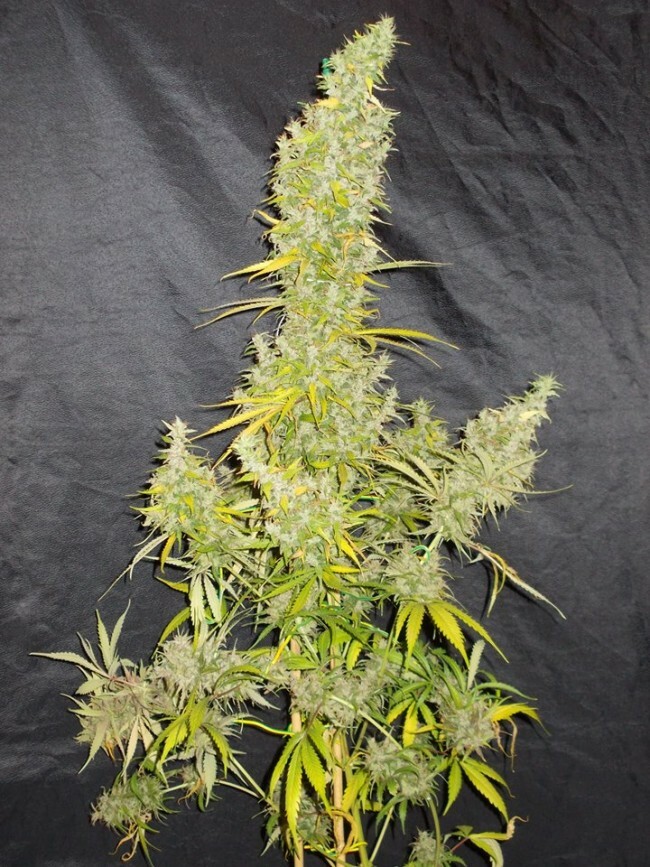 Ace Seeds - Zamaldelica (fem.)