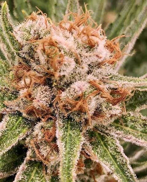 Ace Seeds - Zamaldelica (fem.)
