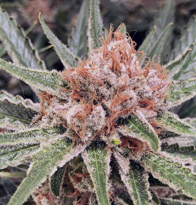 Ace Seeds - Zamaldelica (fem.)