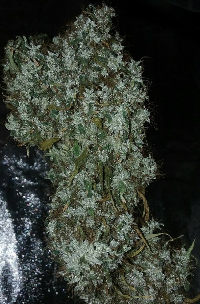 Ace Seeds - Zamaldelica (fem.)