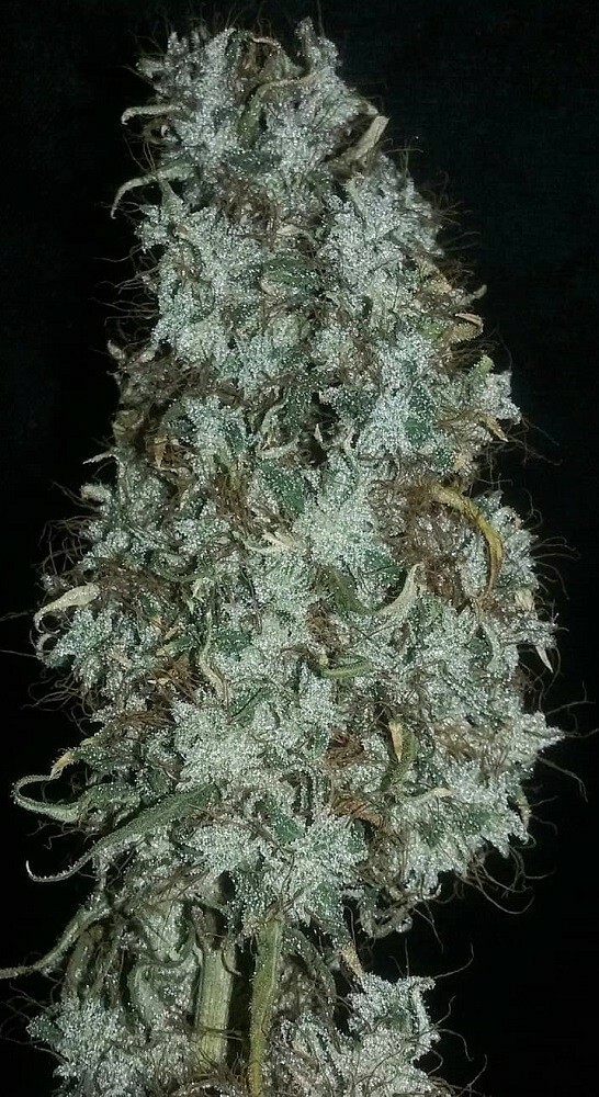 Ace Seeds - Zamaldelica (fem.)
