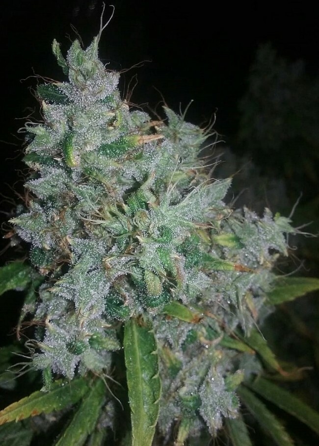 Ace Seeds - Zamaldelica (fem.)